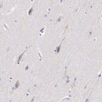 抗-ELFN2 兔抗 Prestige Antibodies&#174; Powered by Atlas Antibodies, affinity isolated antibody, buffered aqueous glycerol solution