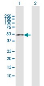 Anti-ZCCHC11 antibody produced in rabbit purified immunoglobulin, buffered aqueous solution