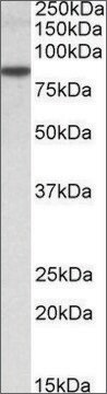 Anti-TRIM36 (C-terminal) antibody produced in goat affinity isolated antibody, buffered aqueous solution