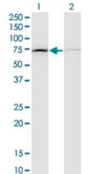 Monoclonal Anti-DAB2 antibody produced in mouse clone 3D6, purified immunoglobulin, buffered aqueous solution