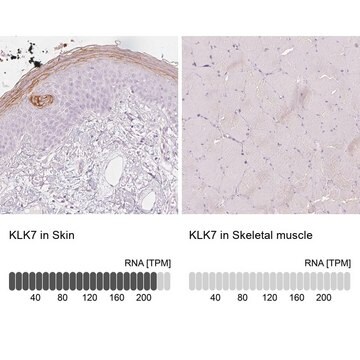 Anti-KLK7 antibody produced in rabbit Prestige Antibodies&#174; Powered by Atlas Antibodies, affinity isolated antibody, buffered aqueous glycerol solution