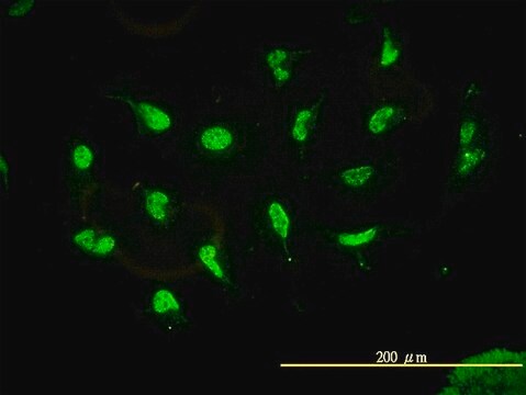 Monoclonal Anti-HDAC11 antibody produced in mouse clone 1C2-2G5, purified immunoglobulin, buffered aqueous solution