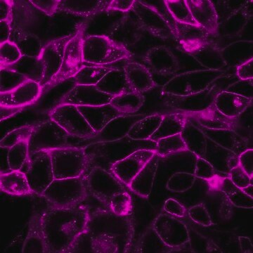 BioTracker&nbsp;655 Zytoplasmamembran-Farbstoff, rot Live cell imaging lipophilic carbocyanine membrane dye suitable for long-term fluorescent cell labeling and cell tracking studies.