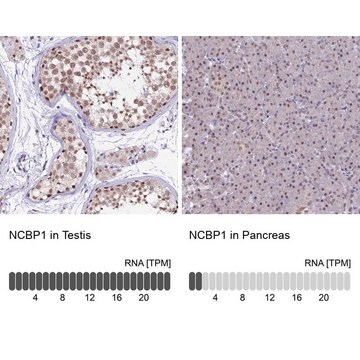 抗NCBP1抗体 ウサギ宿主抗体 Prestige Antibodies&#174; Powered by Atlas Antibodies, affinity isolated antibody, buffered aqueous glycerol solution