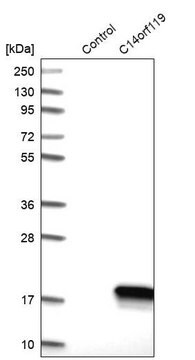 抗C14orf119抗体 ウサギ宿主抗体 Prestige Antibodies&#174; Powered by Atlas Antibodies, affinity isolated antibody, buffered aqueous glycerol solution