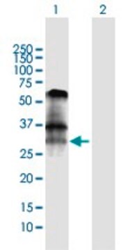 Anti-BNIP3 antibody produced in rabbit purified immunoglobulin, buffered aqueous solution