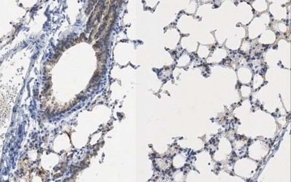 Anticorps anti-cytokératine 19, clone TROMA-3 clone TROMA-3, from rat