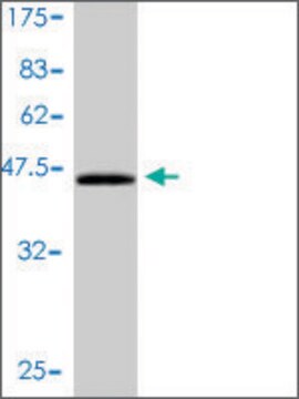 Monoclonal Anti-CEBPG antibody produced in mouse clone 3A3-1A6, purified immunoglobulin, buffered aqueous solution