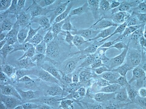 Lignée cellulaire de cardiomyocyte humain AC16 AC16 Human Cardiomyocytes can be serially passaged and can differentiate when cultured in mitogen-free medium. The cells may be used to study developmental regulation of cardiomyocytes.