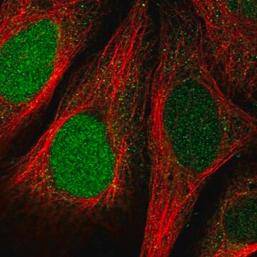 Anti-FAM64A antibody produced in rabbit Prestige Antibodies&#174; Powered by Atlas Antibodies, affinity isolated antibody, buffered aqueous glycerol solution