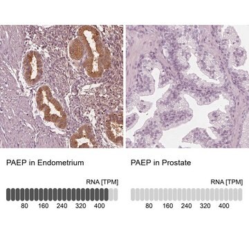 Anti-PAEP antibody produced in rabbit Prestige Antibodies&#174; Powered by Atlas Antibodies, affinity isolated antibody, buffered aqueous glycerol solution