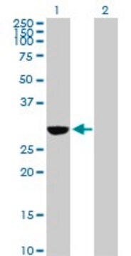 Anti-NQO1 antibody produced in rabbit purified immunoglobulin, buffered aqueous solution