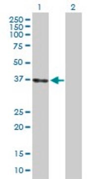 Anti-LZTFL1 antibody produced in rabbit purified immunoglobulin, buffered aqueous solution