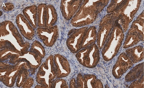 Anti-MIF Antibody, clone 1K16 ZooMAb&#174; Rabbit Monoclonal recombinant, expressed in HEK 293 cells