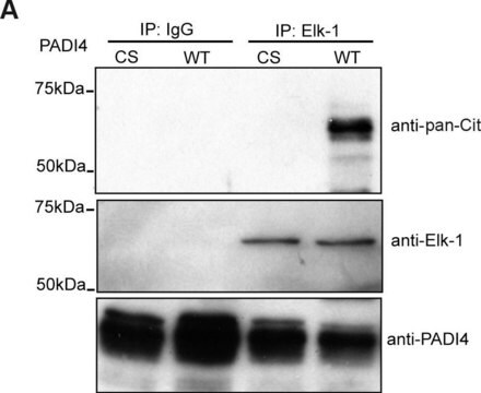 IgG di coniglio normale Normal Rabbit IgG Polyclonal Antibody control validated for use in Immunoprecipitation &amp; Western Blotting.