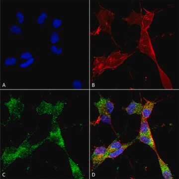 Monoklonalna anty-taksyna- Percp clone S76-8, purified immunoglobulin