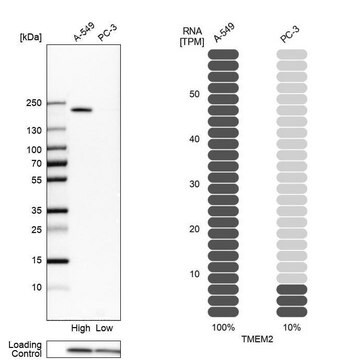 Anti-TMEM2 antibody produced in rabbit Prestige Antibodies&#174; Powered by Atlas Antibodies, affinity isolated antibody, buffered aqueous glycerol solution