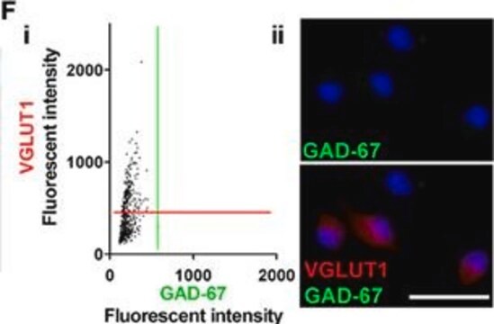 Anticuerpo anti-GAD67, clon 1G10.2 clone 1G10.2, Chemicon&#174;, from mouse