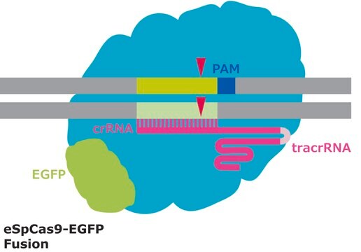 eSpCas9-GFP蛋白质 from&nbsp;Streptococcus pyogenes with mutations conferring enhanced specificity, fused with enhanced GFP, recombinant, expressed in&nbsp;E. coli, 3X NLS