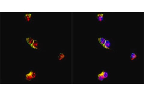 Anticorpo anti-neurogenina-2 Chemicon&#174;, from rabbit