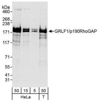 Rabbit anti-GRLF1/p190RhoGAP Antibody, Affinity Purified Powered by Bethyl Laboratories, Inc.