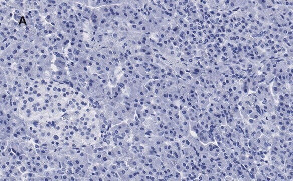 抗S6リボソームタンパク質抗体 クローン1E9 ZooMAb&#174; ウサギ・モノクローナル recombinant, expressed in HEK 293 cells