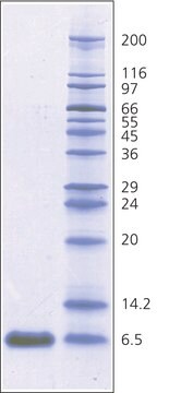 Aprotinin aus Rinderlunge BioUltra, 3-8&#160;TIU/mg solid, &#8805;98% (SDS-PAGE)