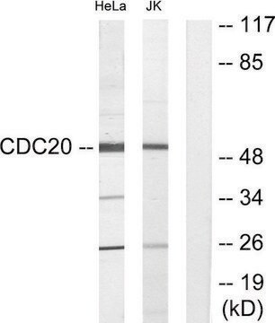 Anti-p55CDC antibody produced in rabbit affinity isolated antibody