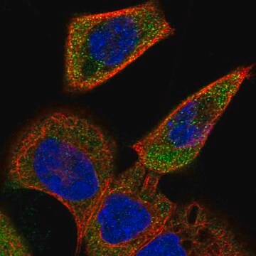 Anti-ACOXL antibody produced in rabbit Prestige Antibodies&#174; Powered by Atlas Antibodies, affinity isolated antibody, buffered aqueous glycerol solution