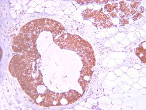 Anti-Phospho-Akt(Thr308)-Antikörper from rabbit