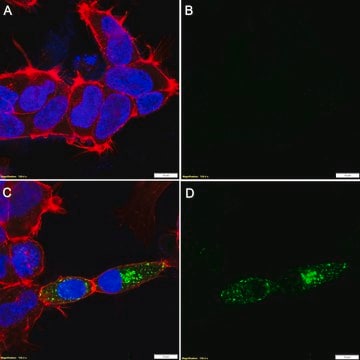 Anti-V5 Tag Antibody, clone 1K20-L2 ZooMAb&#174; Rabbit Monoclonal recombinant, expressed in HEK 293 cells