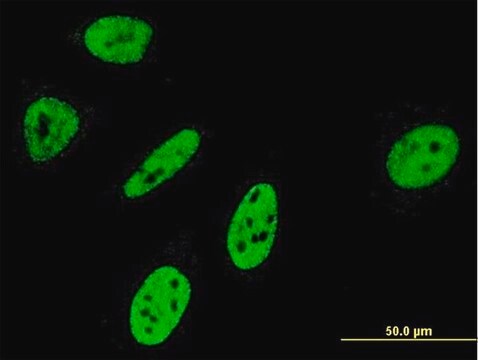 Monoclonal Anti-NOTCH3 antibody produced in mouse clone 2E2, purified immunoglobulin, buffered aqueous solution