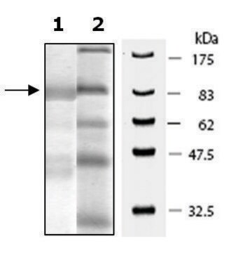 PDE1B active rat recombinant, expressed in baculovirus infected Sf9 cells, &#8805;70% (SDS-PAGE)