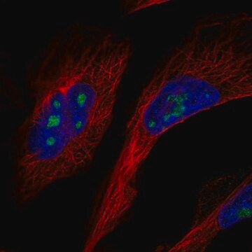 Anti-GLTSCR2 antibody produced in rabbit Prestige Antibodies&#174; Powered by Atlas Antibodies, affinity isolated antibody