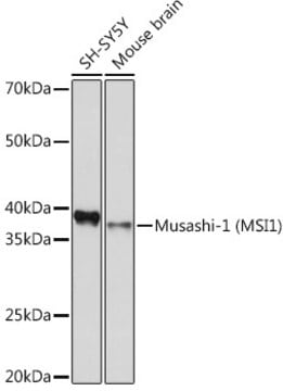 Anti-Musashi-1 (MSI1) Antibody, clone 9S7Y1, Rabbit Monoclonal