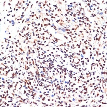 Anti-PAX9 antibody produced in rabbit