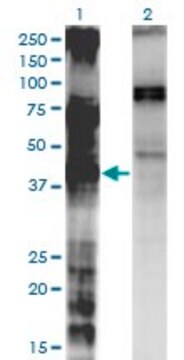 Monoclonal Anti-LASS3 antibody produced in mouse clone 6C12, purified immunoglobulin