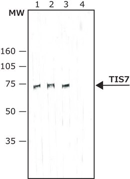 Monoclonal Anti-TIS7 antibody produced in mouse ~2&#160;mg/mL, clone IRT537, purified immunoglobulin, buffered aqueous solution