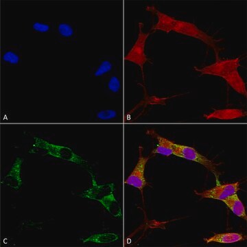 Monoclonal Anti-Vdac1 - Apc antibody produced in mouse clone S152B-23, purified immunoglobulin