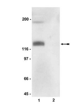 Anti-phospho-eNOS/NOS III (Ser114) Antibody Upstate&#174;, from rabbit