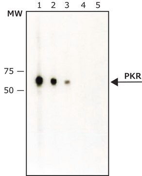 Anti-PKR (ET-20) antibody produced in rabbit IgG fraction of antiserum, buffered aqueous solution