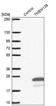 抗TMEM138抗体 ウサギ宿主抗体 Prestige Antibodies&#174; Powered by Atlas Antibodies, affinity isolated antibody, buffered aqueous glycerol solution