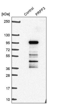 Anti-PRPF3 antibody produced in rabbit Prestige Antibodies&#174; Powered by Atlas Antibodies, affinity isolated antibody, buffered aqueous glycerol solution