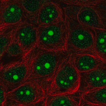 Anti-EXOSC5 antibody produced in rabbit Prestige Antibodies&#174; Powered by Atlas Antibodies, affinity isolated antibody