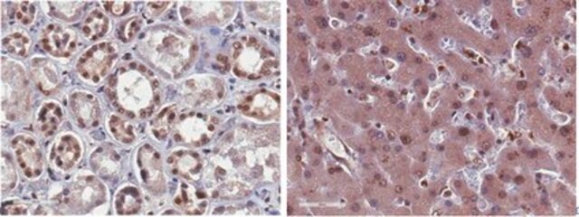 Anticuerpo anti-fosfo-Rsk1 (Thr359 / Ser363) from rabbit, purified by affinity chromatography