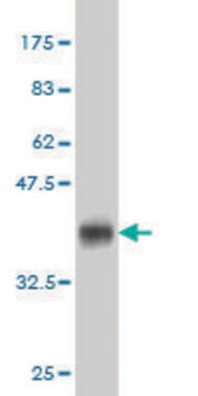 Monoclonal Anti-pp9099 antibody produced in mouse clone 3D9, purified immunoglobulin, buffered aqueous solution