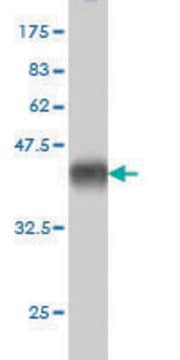 Monoclonal Anti-CX3CL1 antibody produced in mouse clone 1D6, purified immunoglobulin, buffered aqueous solution