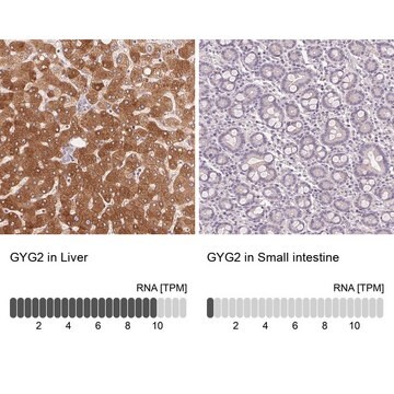 Anti-GYG2 antibody produced in rabbit Prestige Antibodies&#174; Powered by Atlas Antibodies, affinity isolated antibody, buffered aqueous glycerol solution