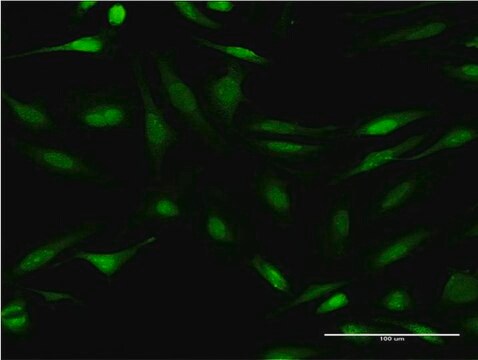 Monoclonal Anti-CALCOCO2, (C-terminal) antibody produced in mouse clone 1A11, purified immunoglobulin, buffered aqueous solution