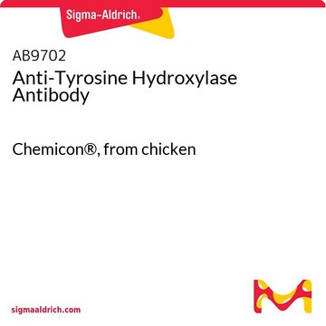 Anti-Tyrosin-Hydroxylase-Antikörper Chemicon&#174;, from chicken